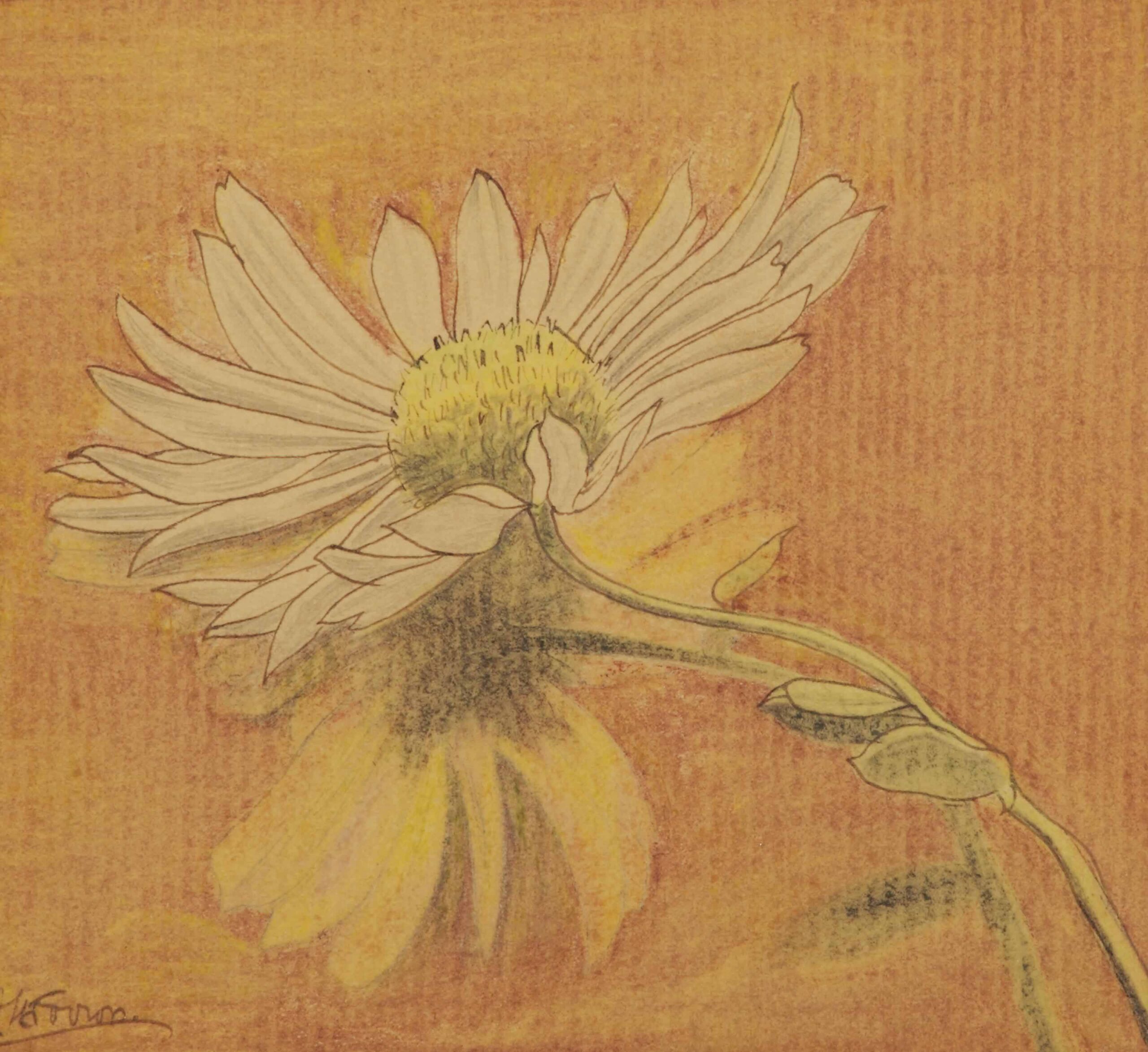 Jan-Toorop-Daisy (1)